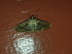 Diaphania fumosalis