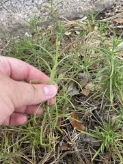 Croptilon hookerianum graniticum