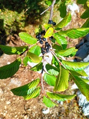 Rhamnus alpina