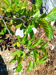 Rhamnus alpina