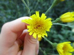 Asteraceae