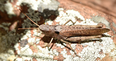 Chloealtis conspersa
