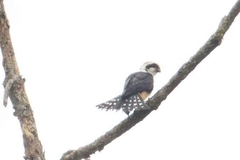 Microhierax caerulescens