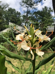 Hedychium flavescens