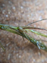 Najas gracillima