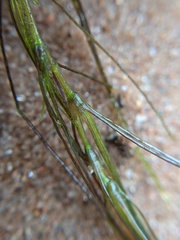 Najas gracillima
