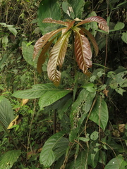 Aniba robusta
