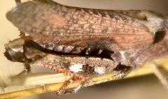 Chloealtis conspersa