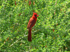 Cardinalis cardinalis