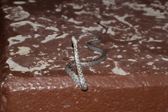 Pantherophis bairdi