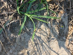 Chalcopis glandulosa