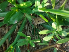 Chalcopis glandulosa