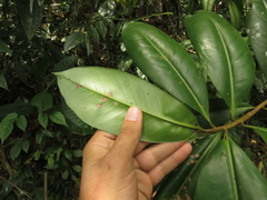 Primulaceae