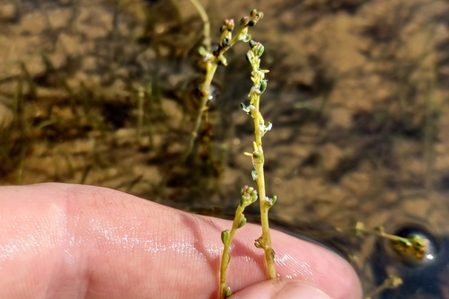 Slender watermilfoil (Myriophyllum tenellum)