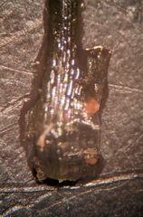 Najas gracillima