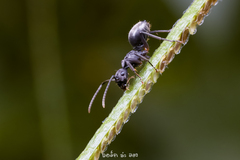 Polyrhachis halidayi