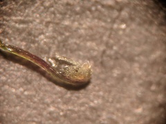 Najas gracillima