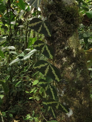 Passiflora erythrophylla