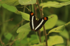 Adelpha iphiclus