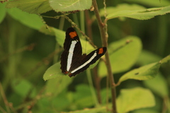Adelpha iphiclus