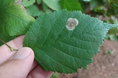 Cameraria corylisella