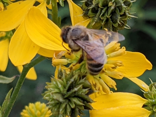 Western Honey Bee photographed in West Virginia
