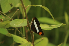 Adelpha iphiclus