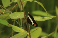 Adelpha iphiclus