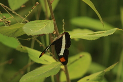 Adelpha iphiclus