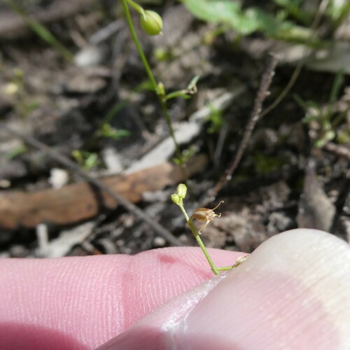 pea thread-petal (Stenopetalum sphaerocarpum)