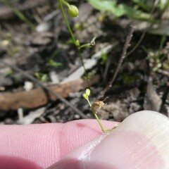 Stenopetalum sphaerocarpum