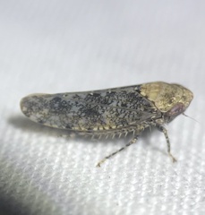 Paraphlepsius collitus