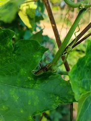 Polistes chinensis