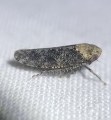 Paraphlepsius collitus