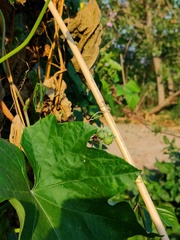 Polistes chinensis