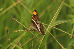 Adelpha fessonia