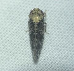 Paraphlepsius collitus