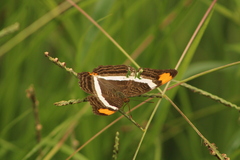 Adelpha fessonia
