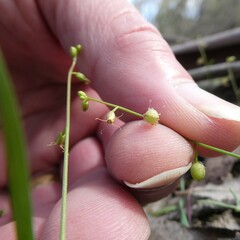 Stenopetalum sphaerocarpum