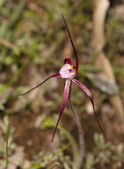 Caladenia footeana