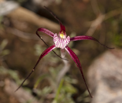 Caladenia footeana