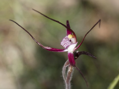 Caladenia footeana
