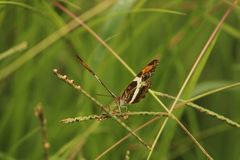 Adelpha fessonia