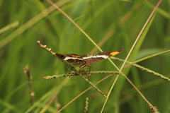 Adelpha fessonia