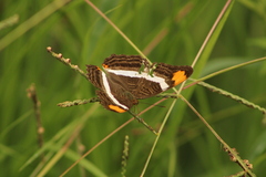 Adelpha fessonia