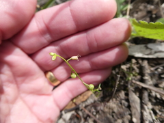 Stenopetalum sphaerocarpum