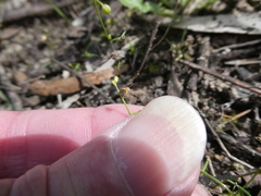 Stenopetalum sphaerocarpum