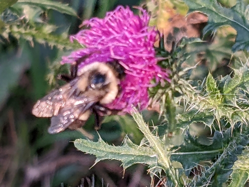 Common Eastern Bumble Bee
