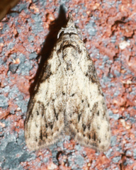 Nola pleurochorda