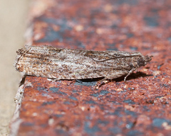 Strepsicrates ejectana